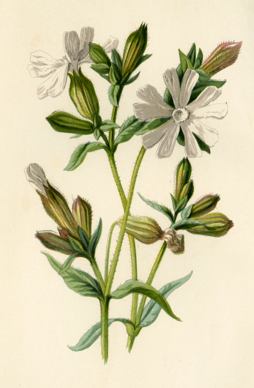 Campion blanco, 1877 de Frederick Edward Hulme
