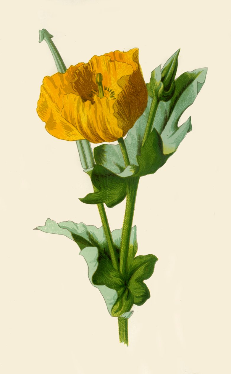 Amapola cornuda amarilla, 1877 de Frederick Edward Hulme