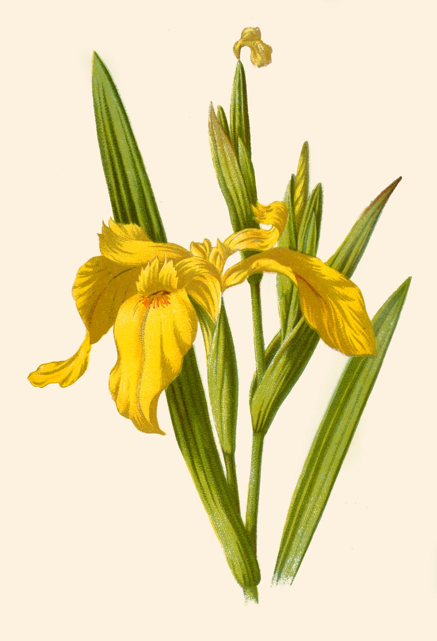 Iris amarillo, 1877 de Frederick Edward Hulme