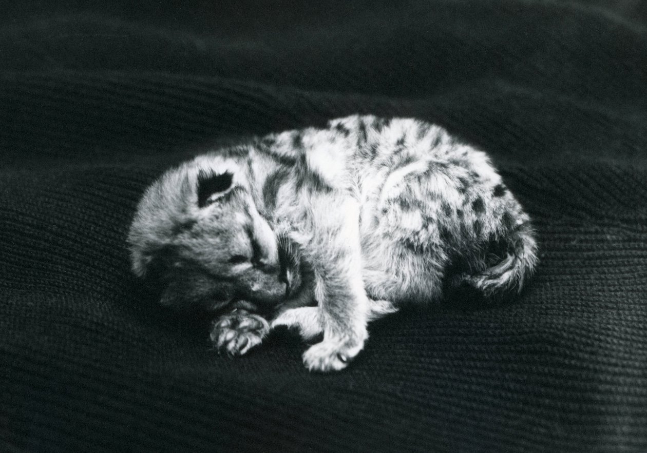 Un cachorro de puma en el Zoológico de Londres de Frederick William Bond