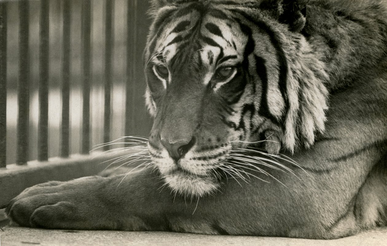 Tigre Sam en el Zoológico de Londres, 1925 de Frederick William Bond