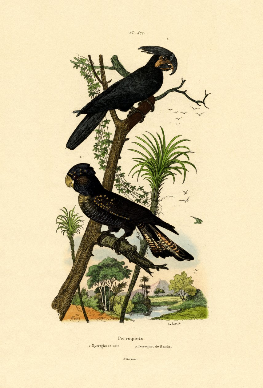 Cacatúa de Palma Negra de French School