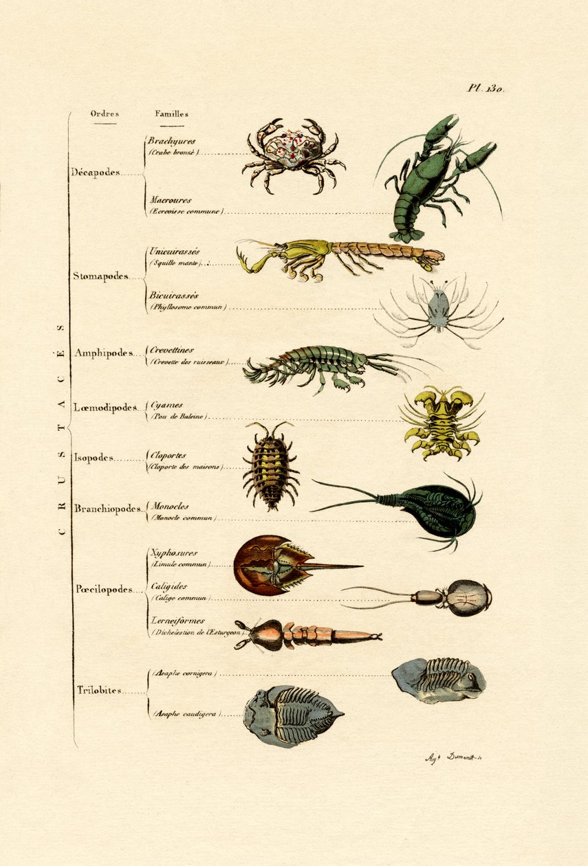 Crustáceos de French School