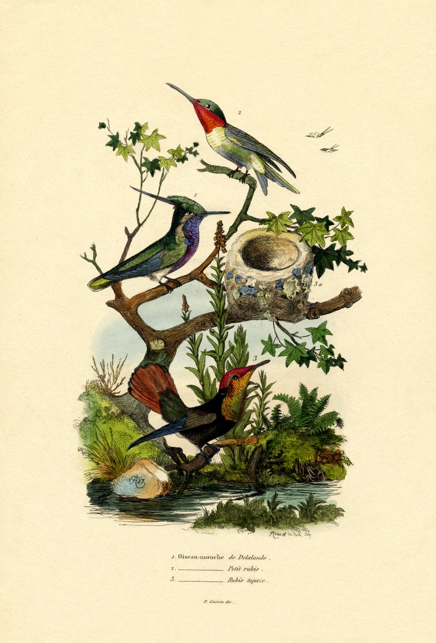 Colibríes de French School