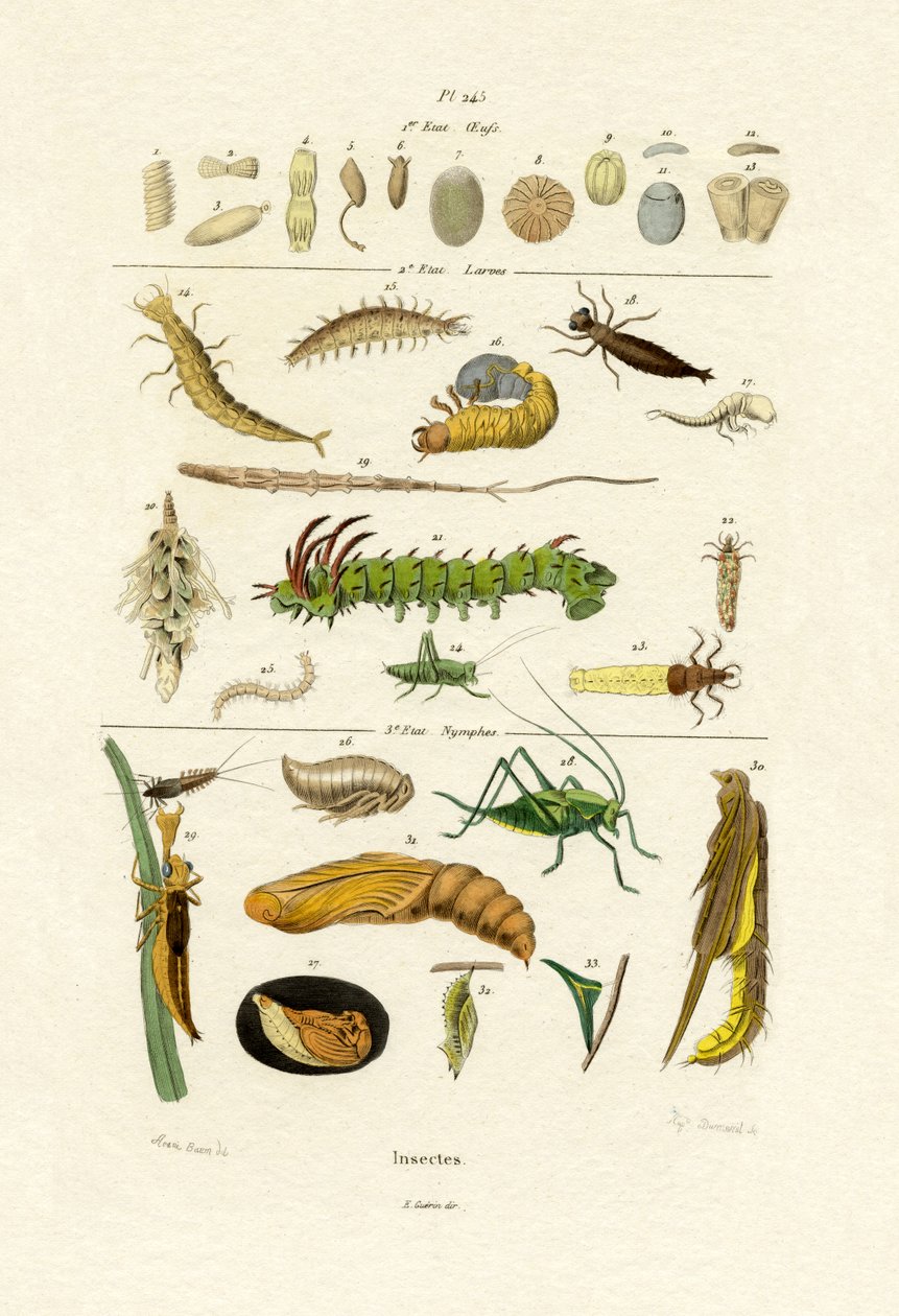 Insectos de French School