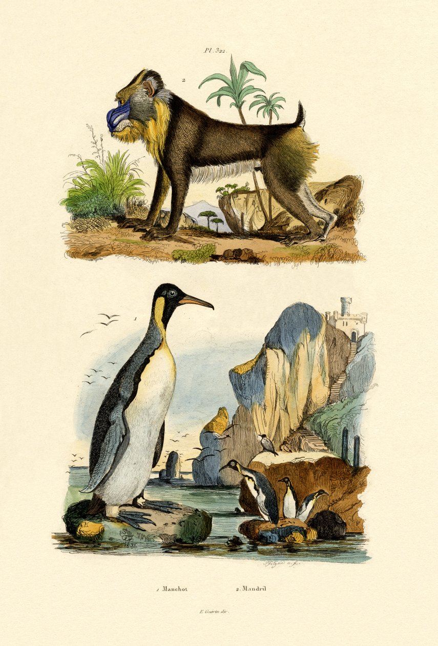 Pingüino Rey de French School
