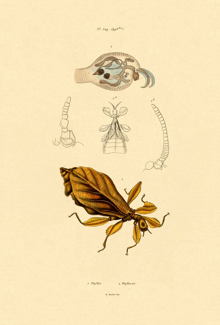 Insecto Hoja de French School