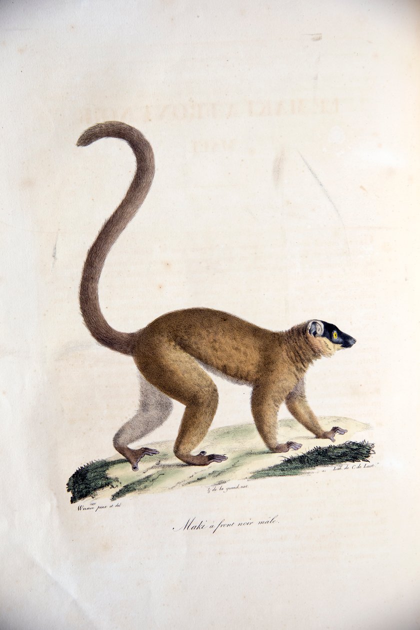 Lemur marrón de collar macho, de Histoire Naturelle des Mammifères, con figuras originales, por Étienne Geoffroy Saint-Hilaire y Frédéric Cuvier, 1824-42 de French School