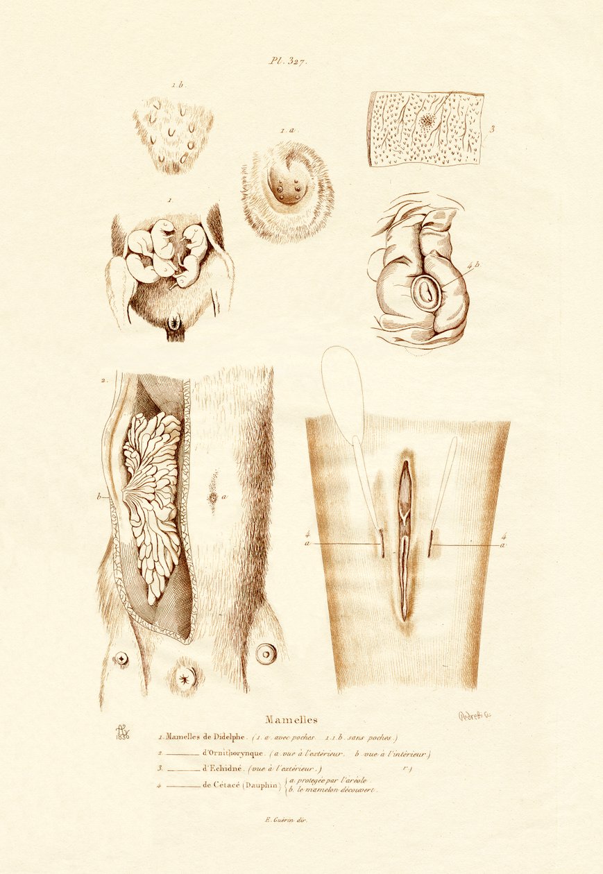 Glándulas Mamarias de French School
