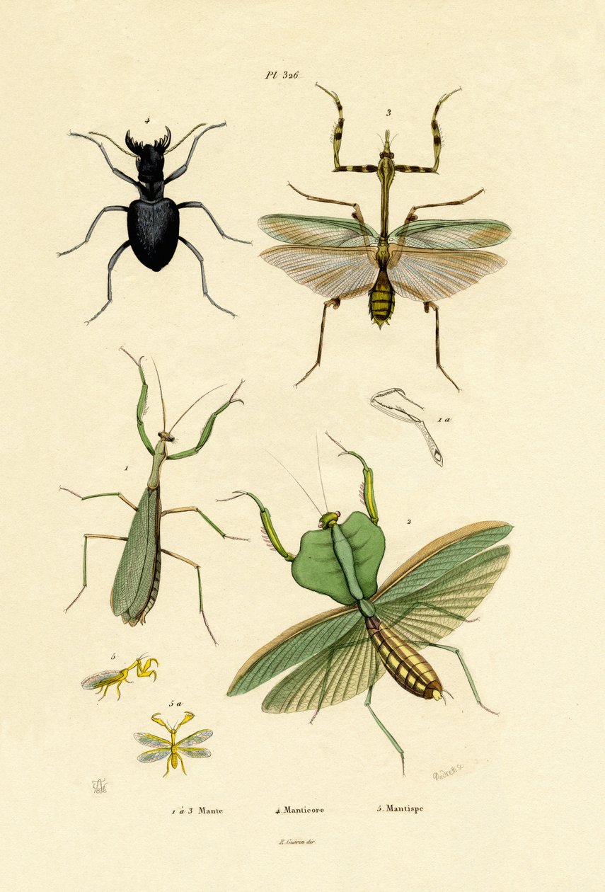 Mantis de French School