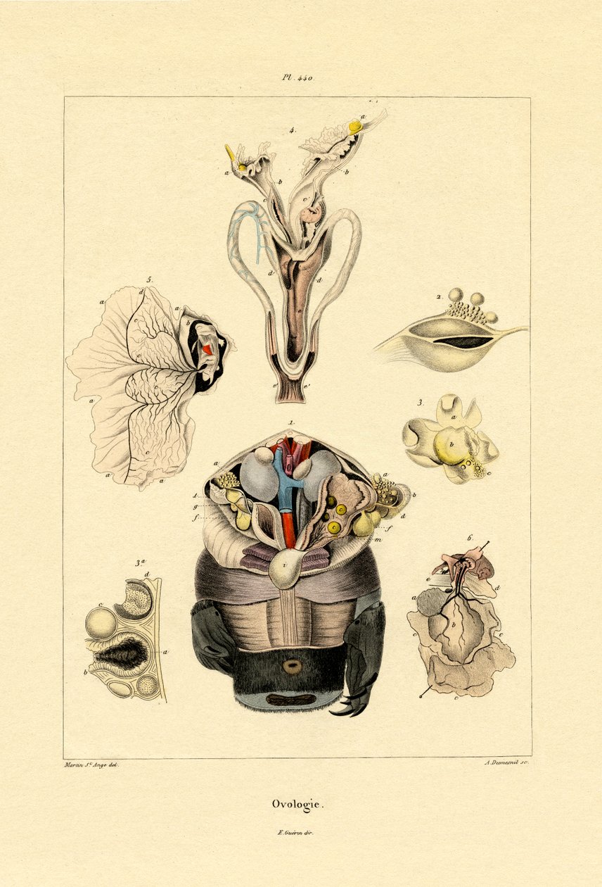 Ovología de French School