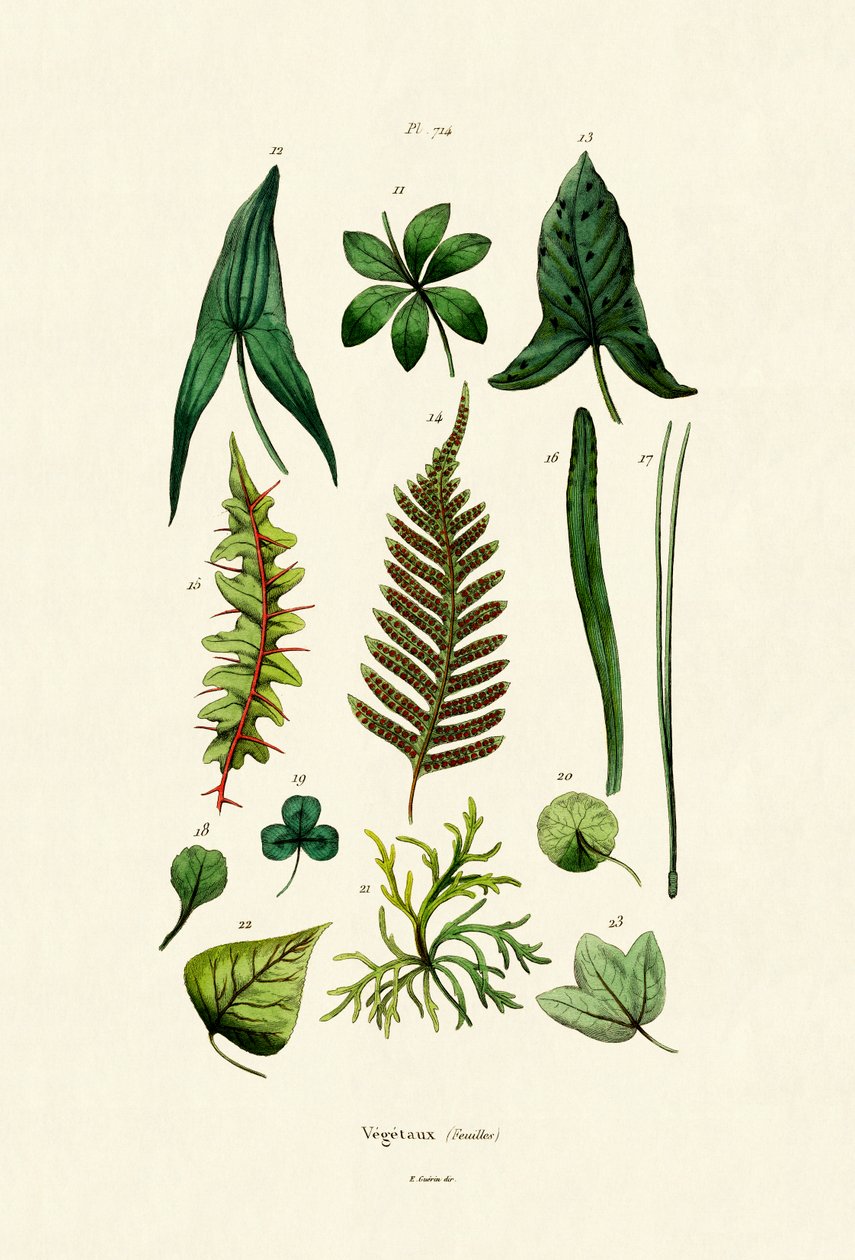 Plantas de French School