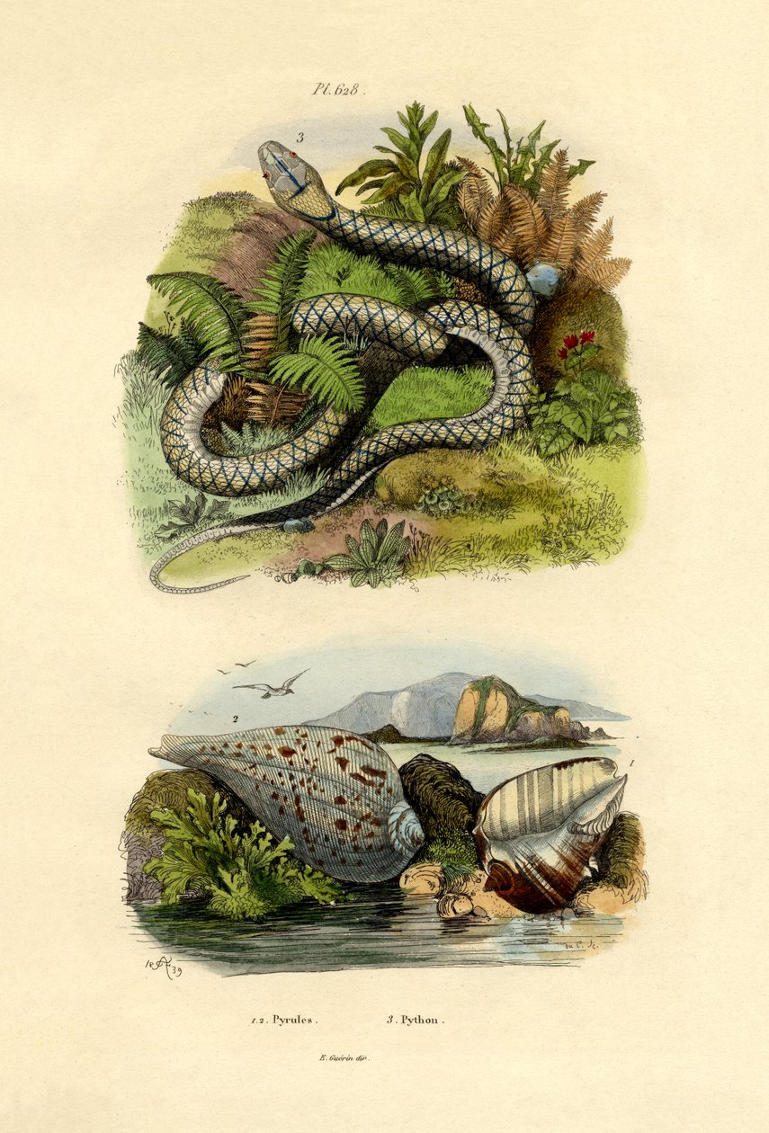 Conchas de Pyrula, 1833-39 de French School