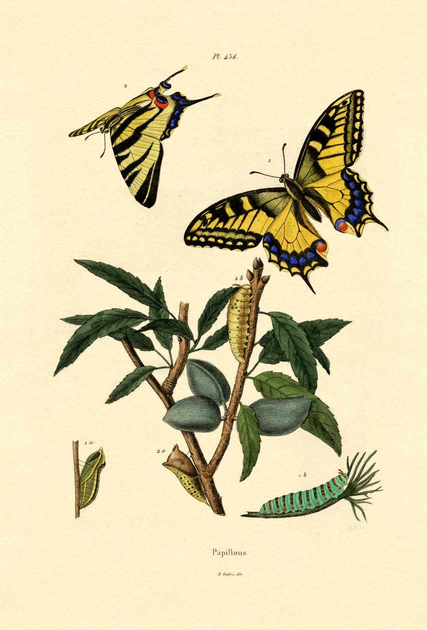 Papilio de French School