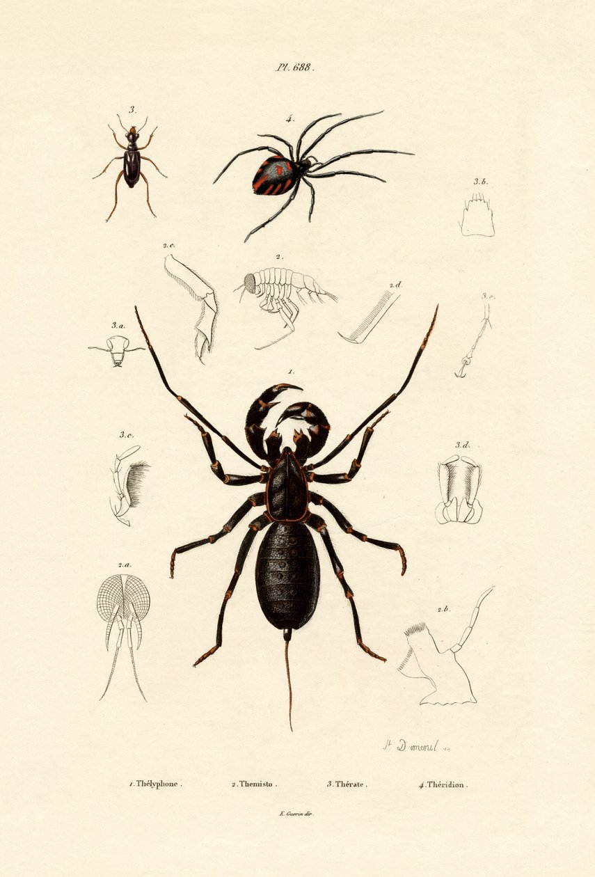 Escorpión látigo de French School
