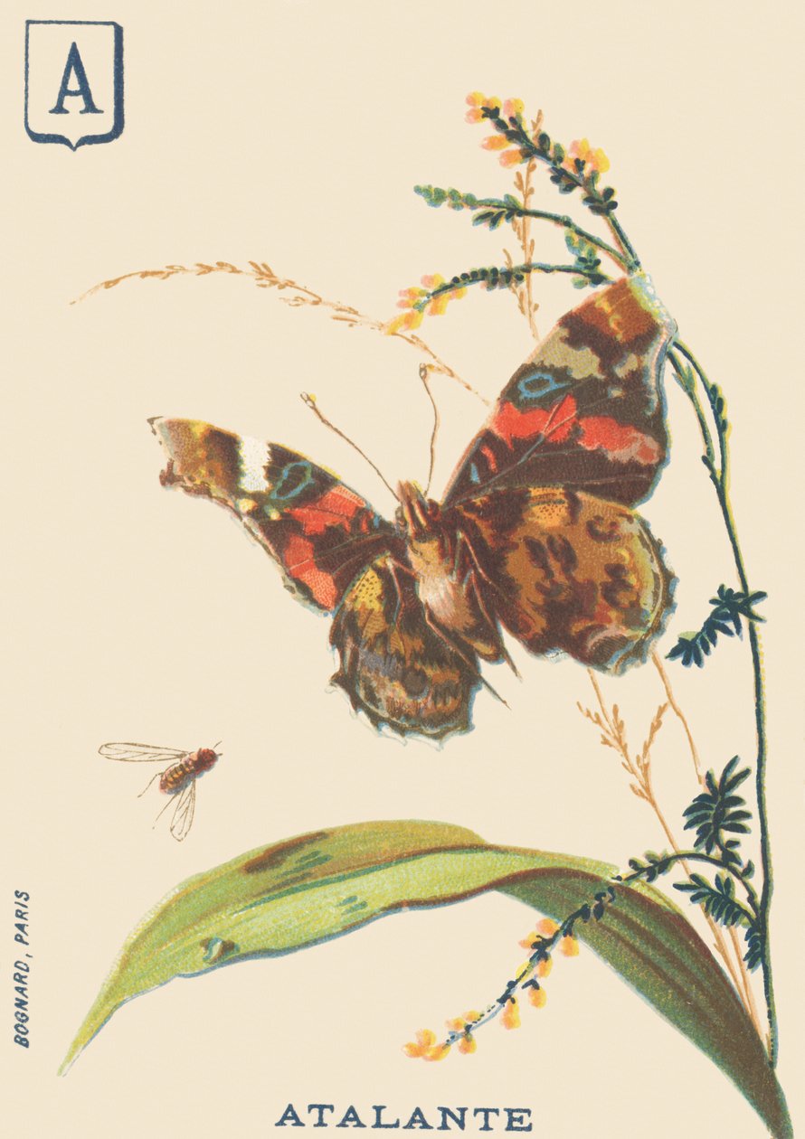A: Atalante (Vanessa atalanta o Vulcano) de French School