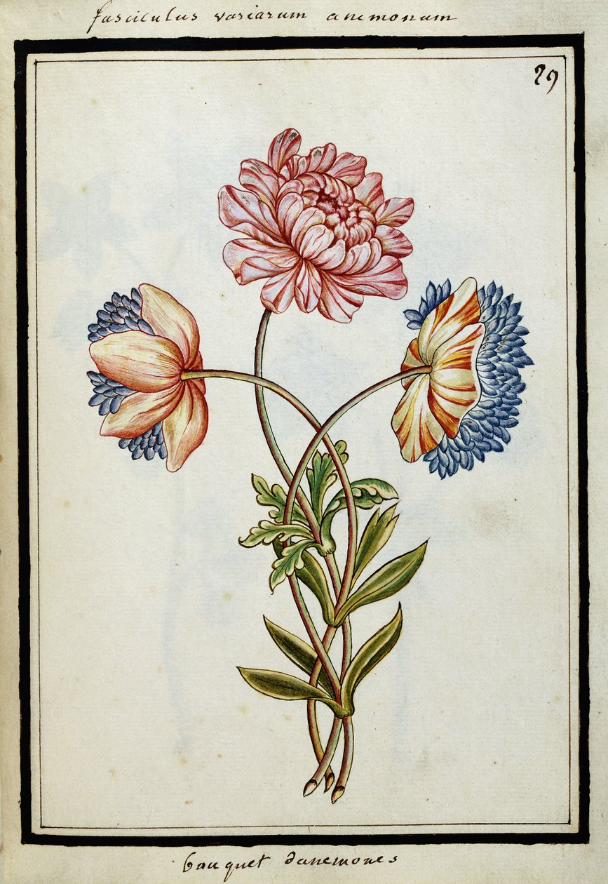 Ramo de anémonas, c.1700 de French School