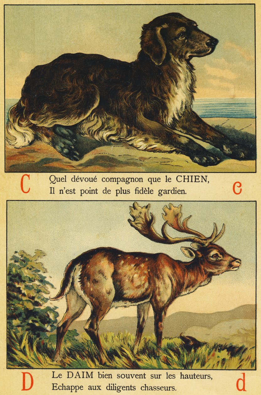 C como Perro y D como Gamuza de French School