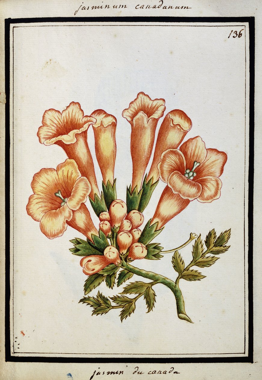Jazmín canadiense, c.1700 de French School