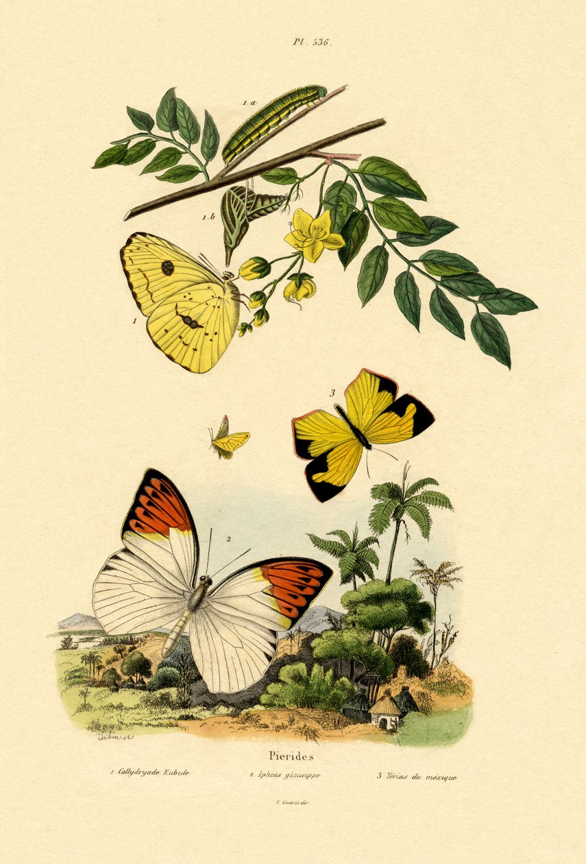 Mariposa Azufre Sin Nubes de French School