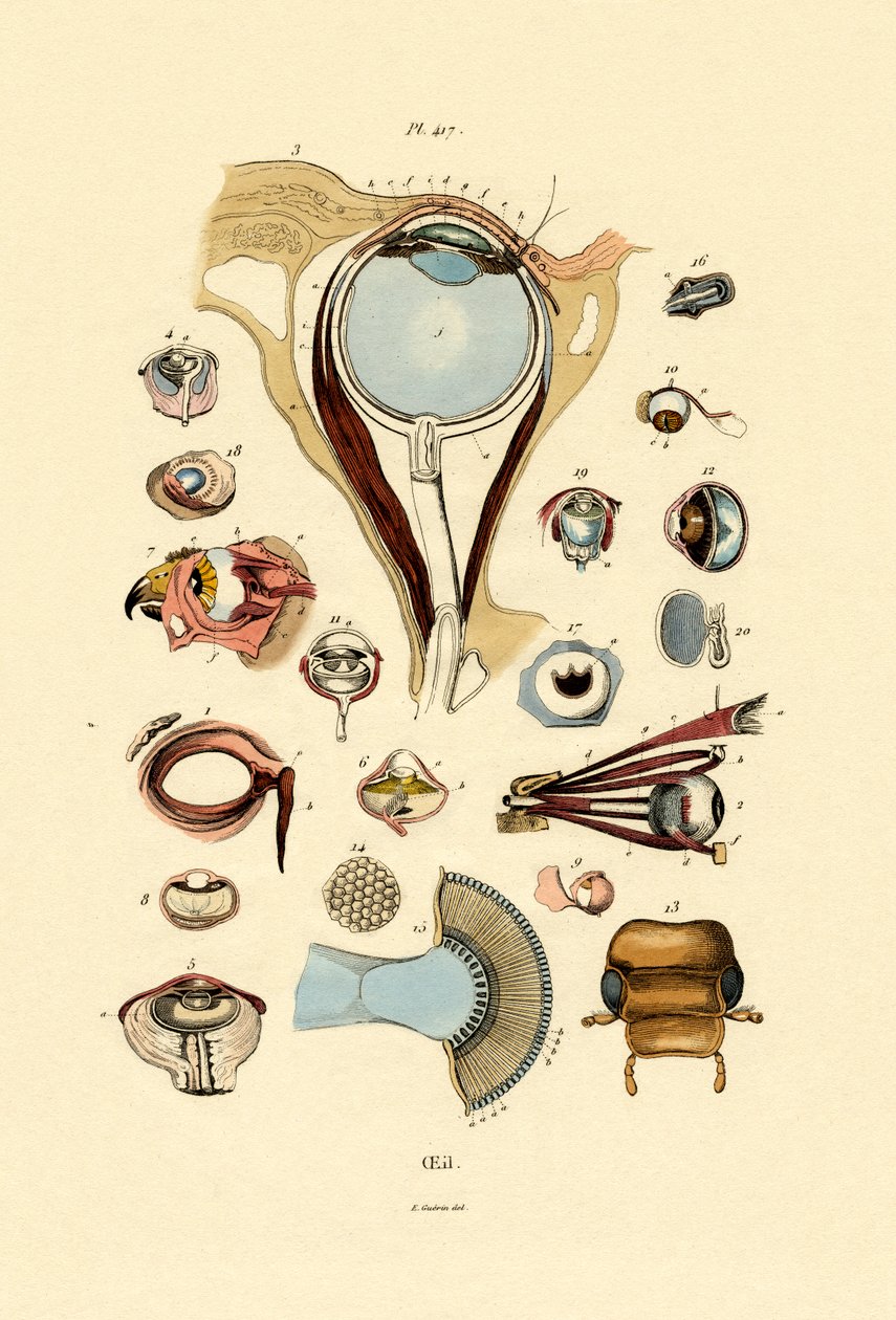 Ojos de French School