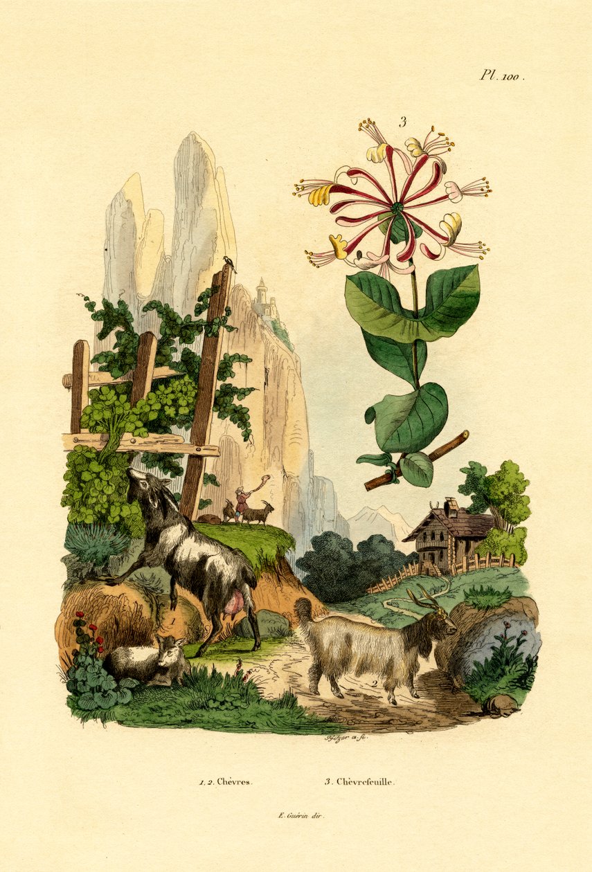 Cabras de French School