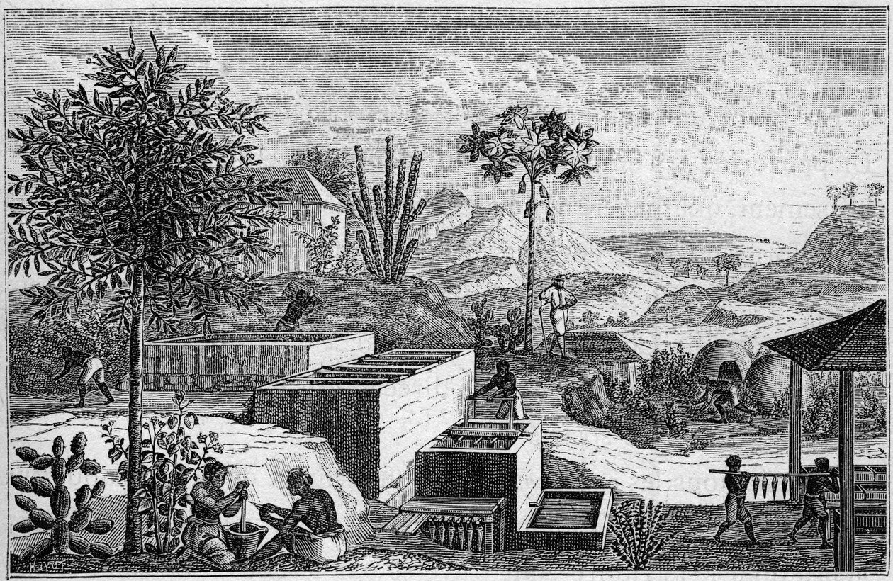 Indigotería en Senegal en el siglo XVII de French School