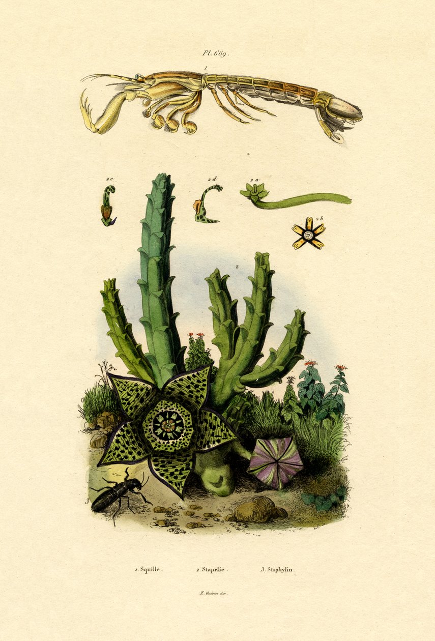 Camarón mantis de French School