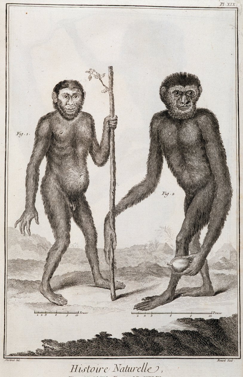Monos Jocko y Gibón de French School