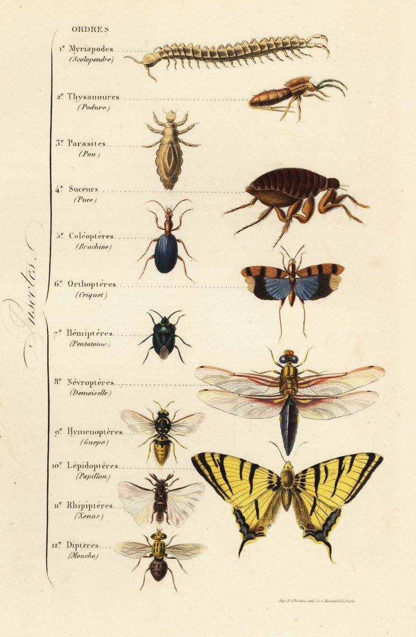 Órdenes de insectos de French School