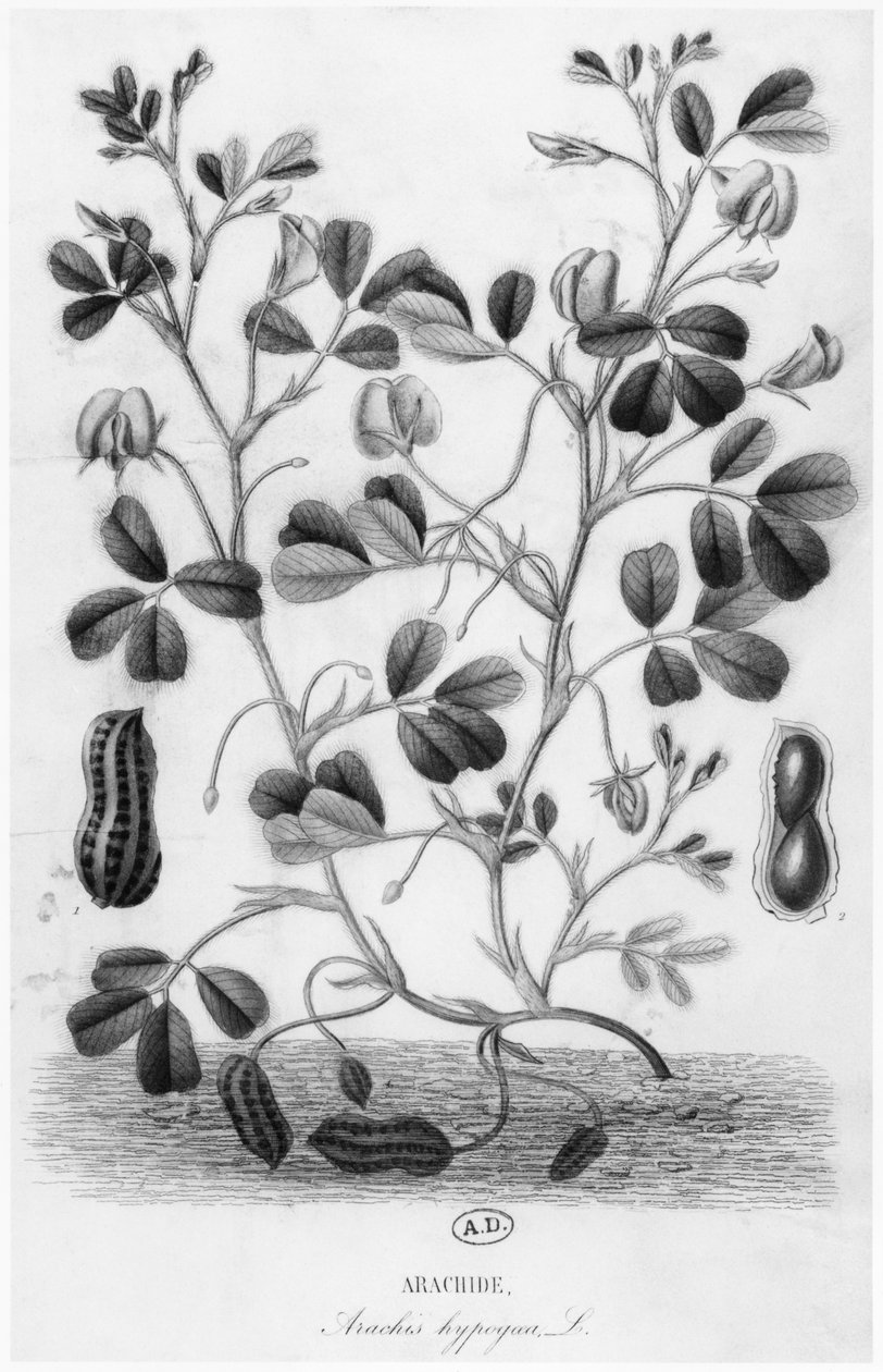 Cacahuete (Arachis hypogaea) de French School