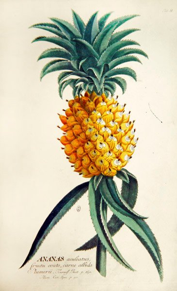 Piña de French School