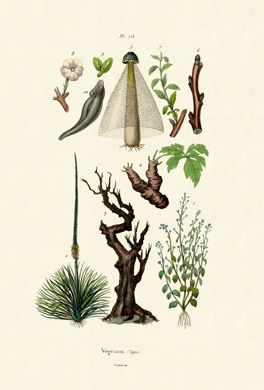 Plantas de French School