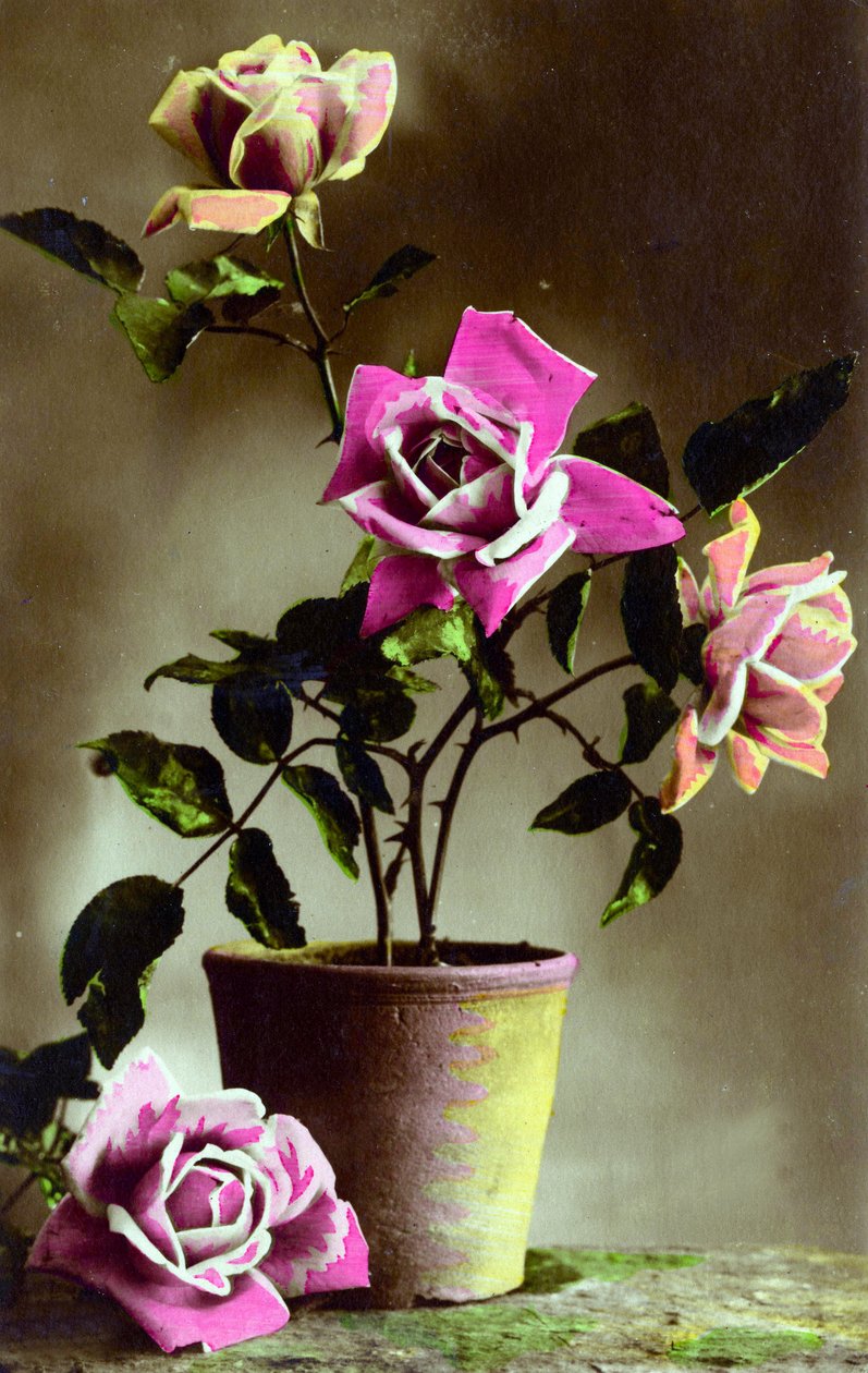 Rosal en maceta c.1898 de French School
