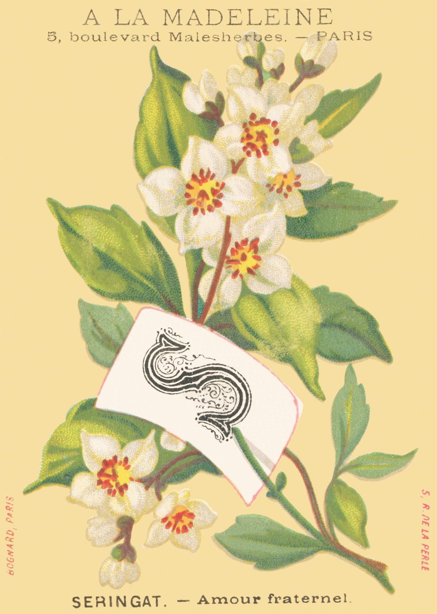 S: seringa - amor fraternal de French School