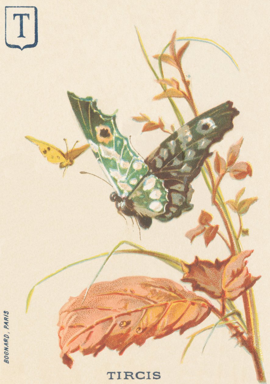 T: Tircis (Pararge aegeria) de French School