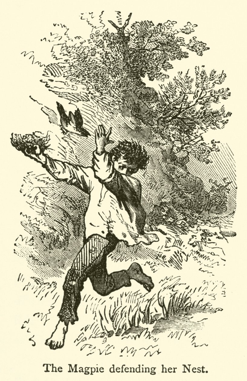 La urraca defendiendo su nido (grabado) de French School