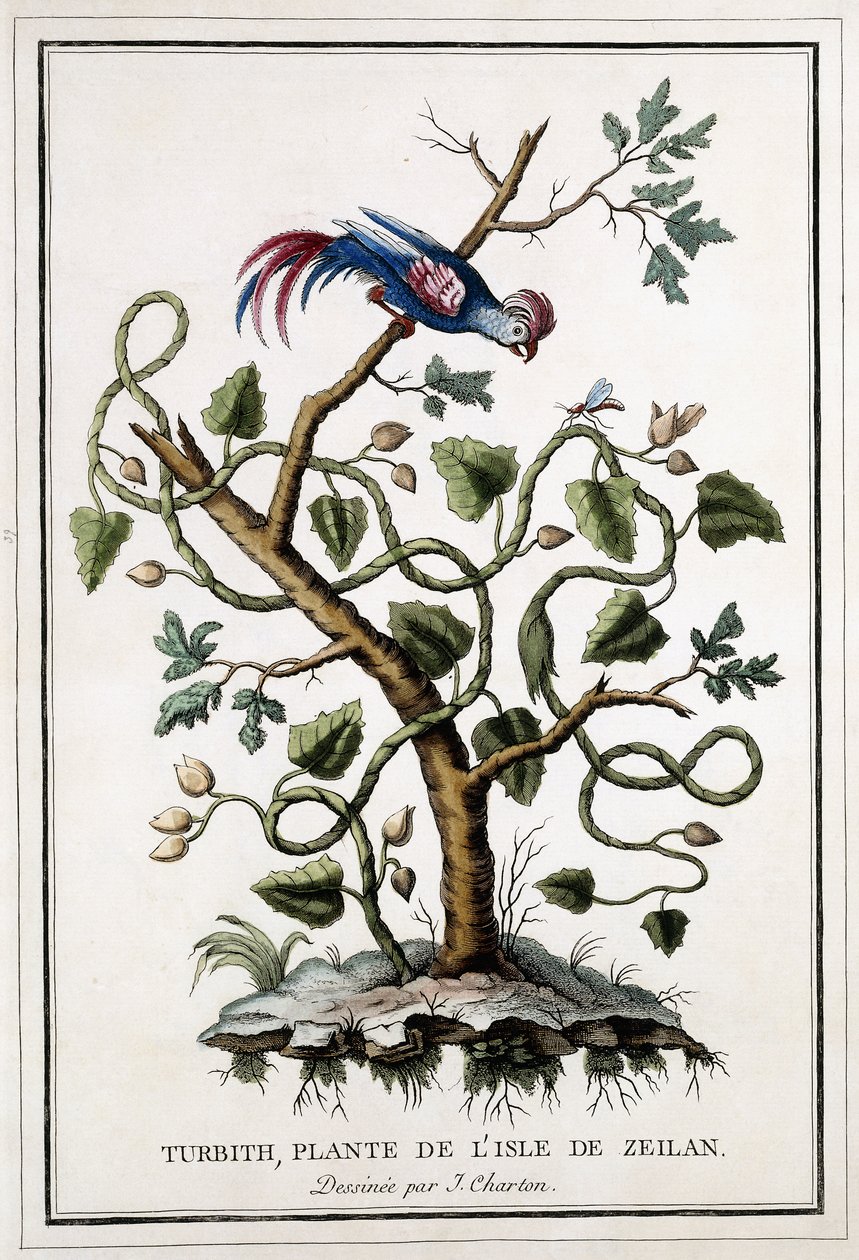 Turbith, planta de la isla de Ceilán, 1784 de French School