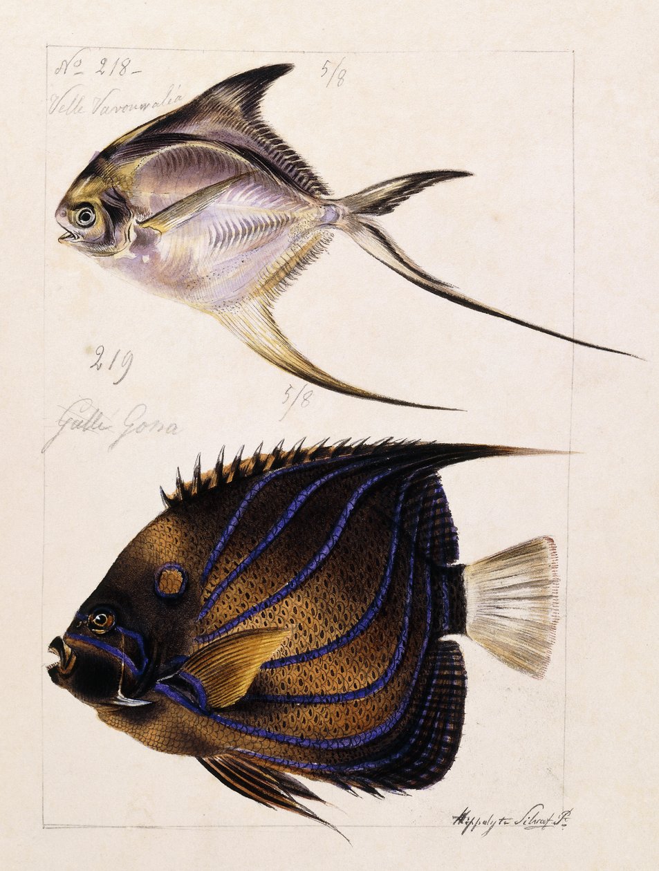 Velle... Etc, c.1850 de French School