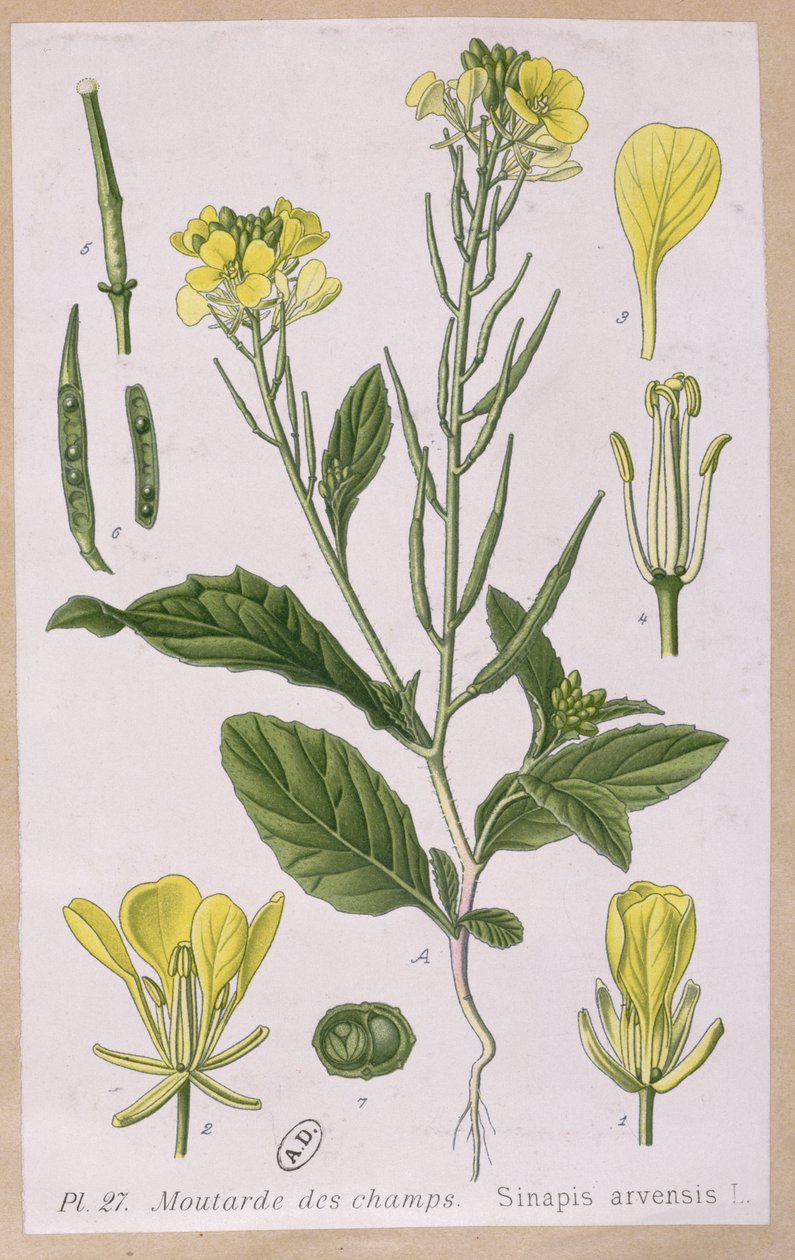 Mostaza Silvestre (Sinapis Arvensis) de French School