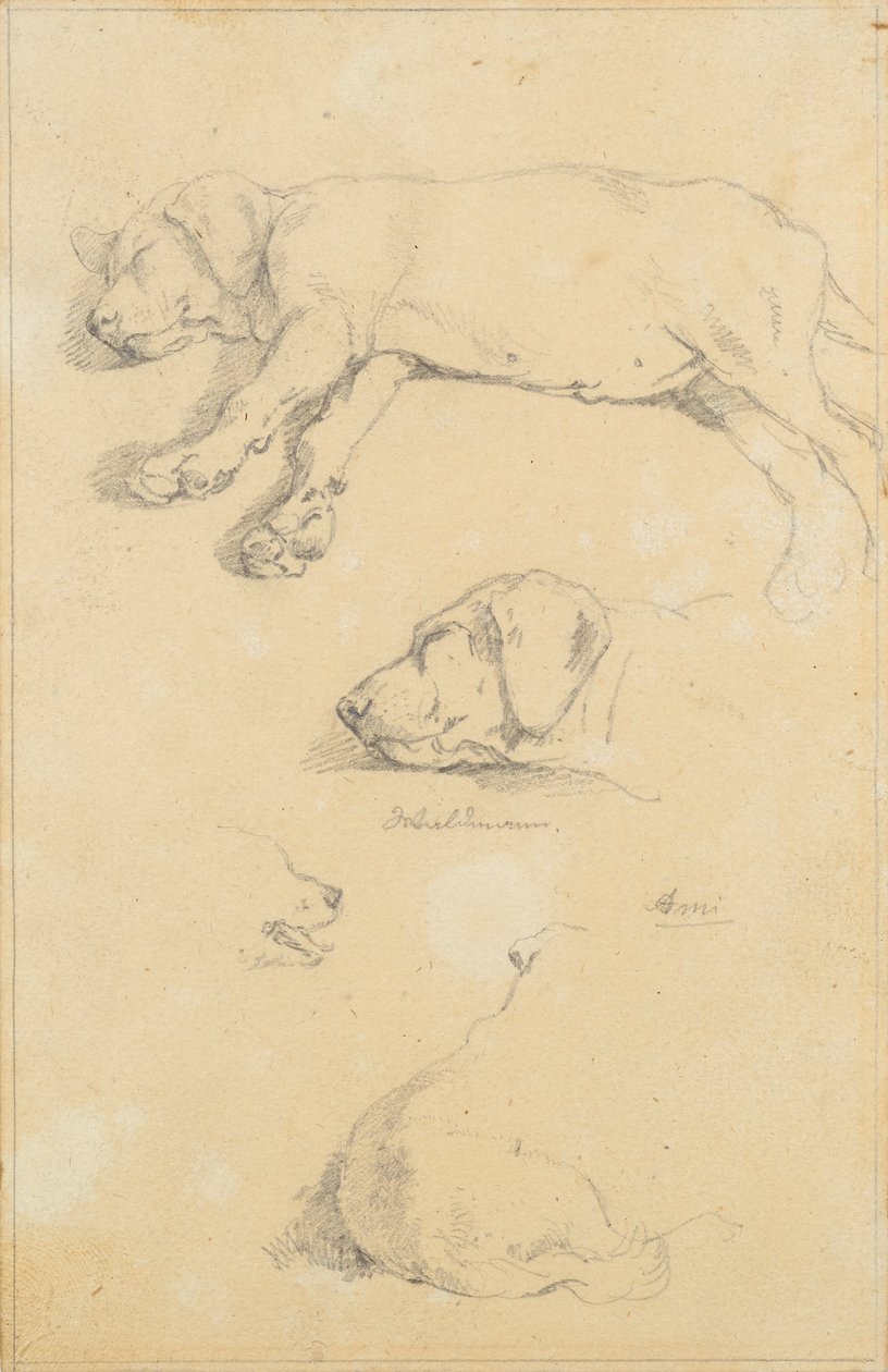 Estudios caninos: Waldmann y Ami de Friedrich August Mathias Gauermann