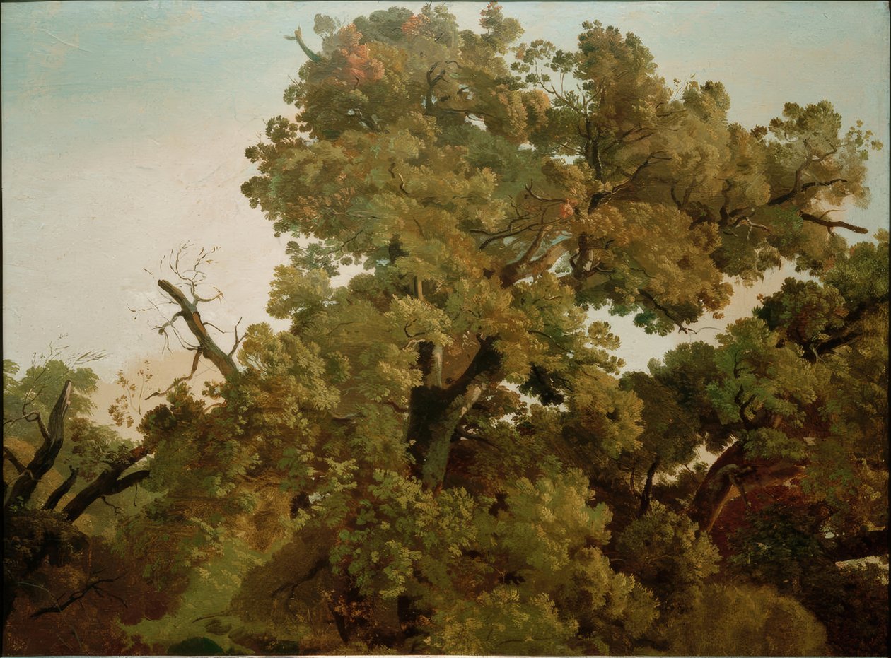 Roble de Friedrich Nerly