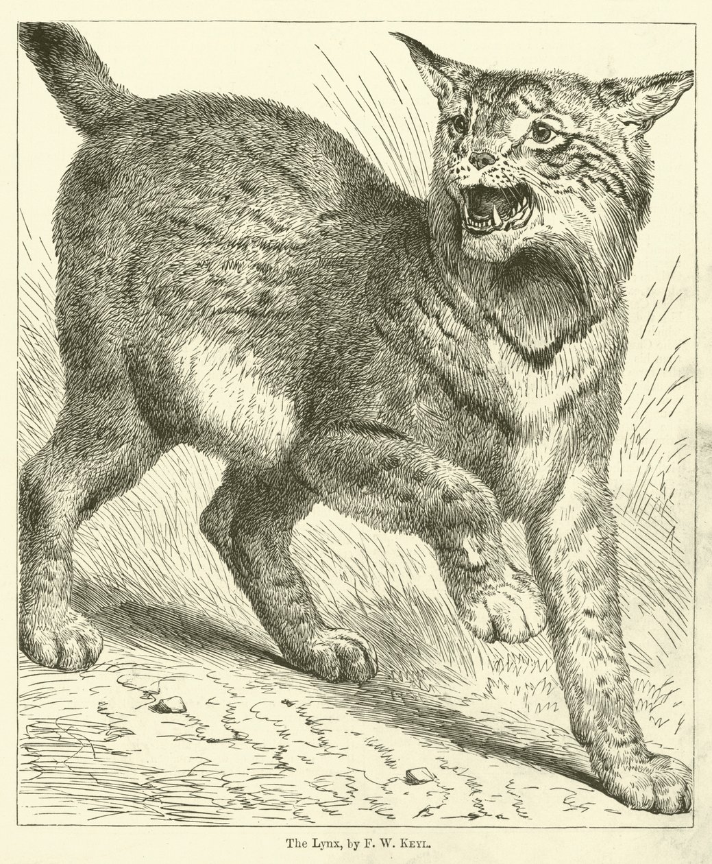 El Lince de Friedrich Wilhelm Keyl