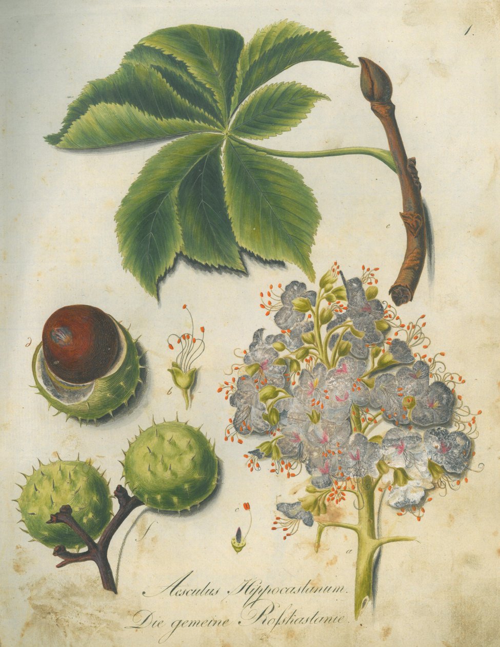 Castaño de Indias (Aesculus hippocastanum) de G.F. Abel I. D. Reiter