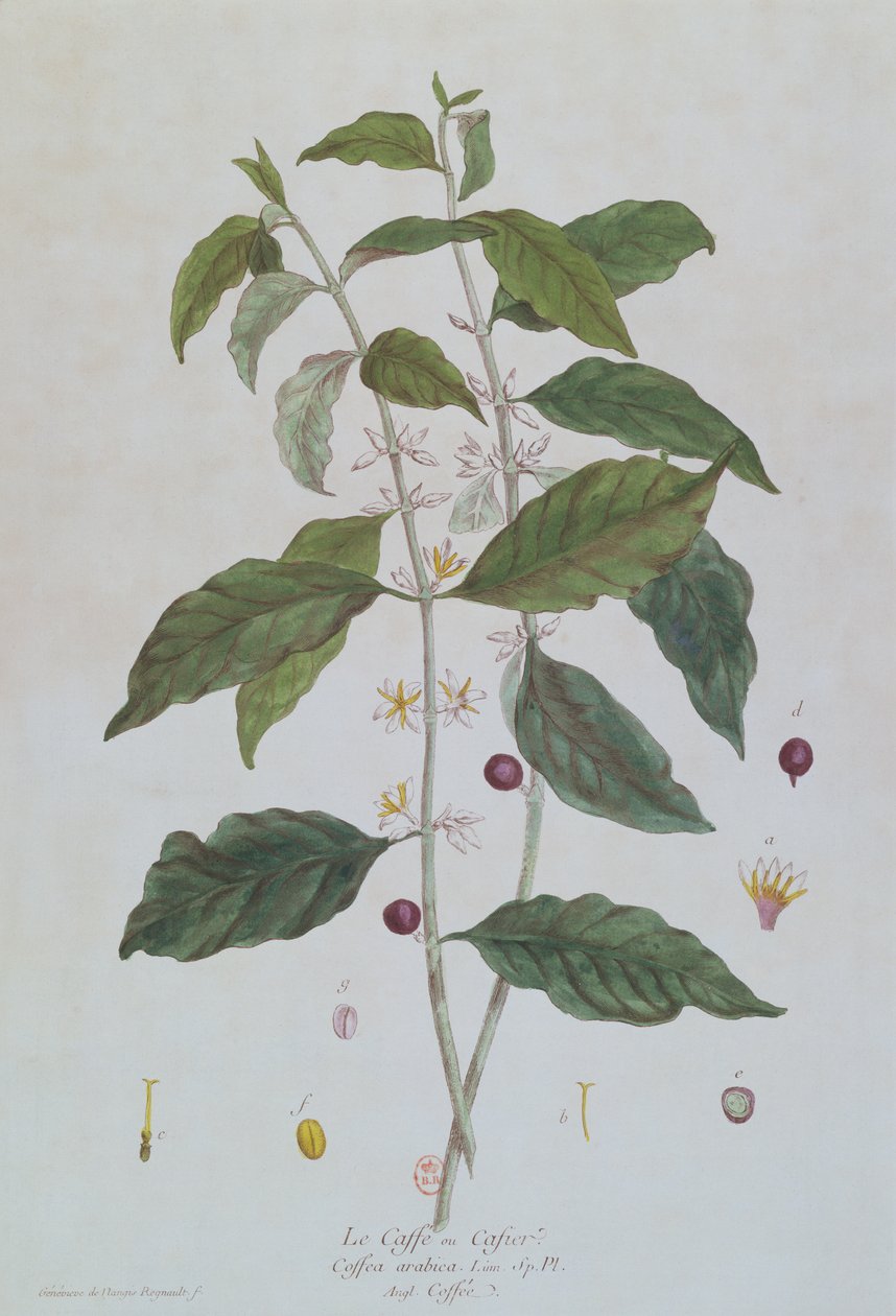 Coffea Arabica (Café) placa botánica de 