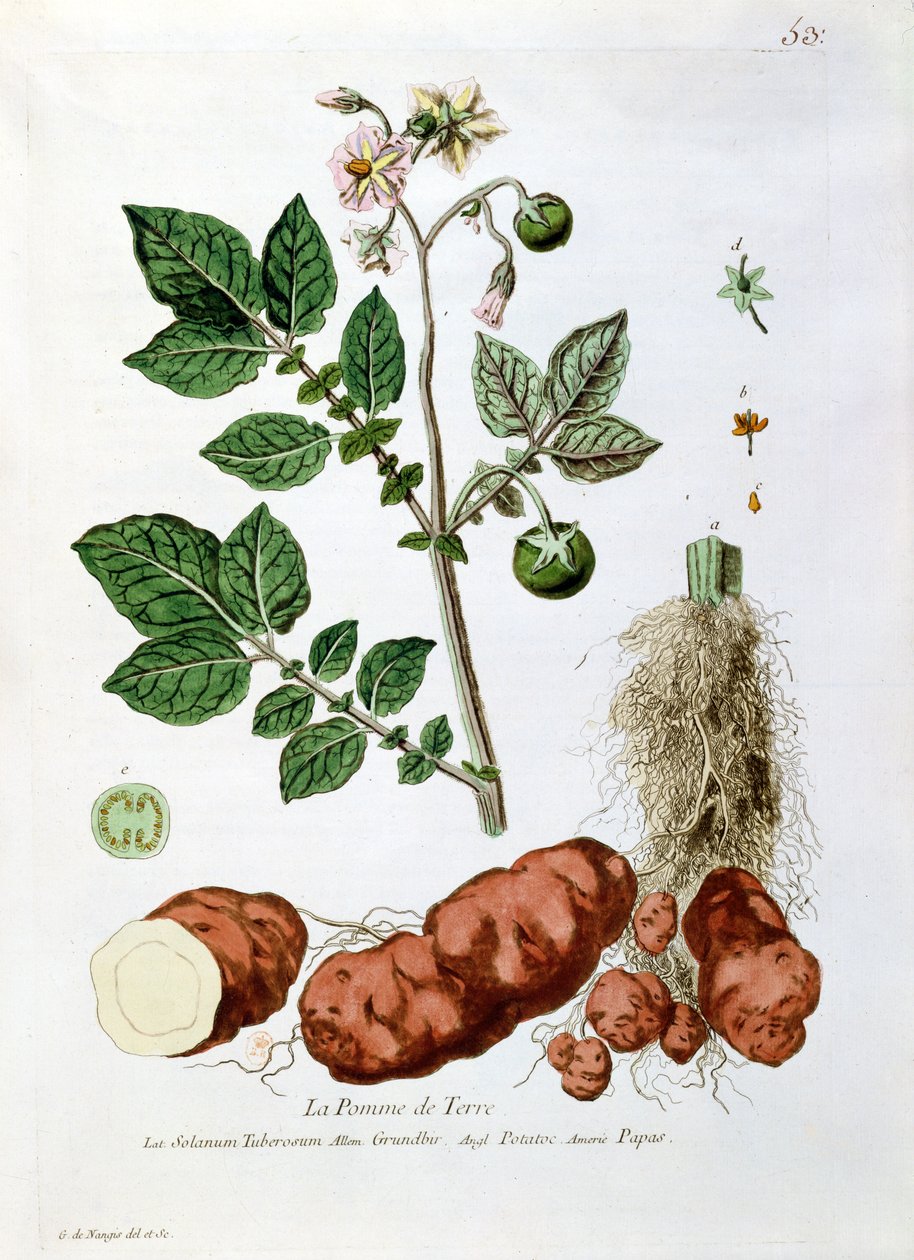 Patata, lámina botánica de 