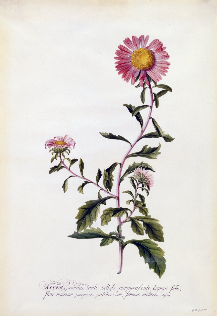 Aster, c.1743 de Georg Dionysius Ehret