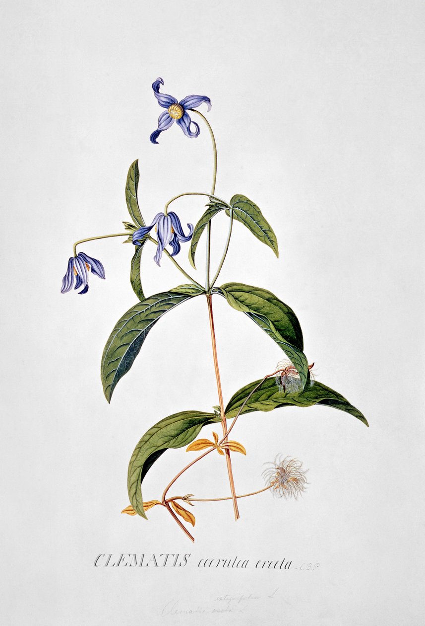 Clematis: Integrafolia de Georg Dionysius Ehret