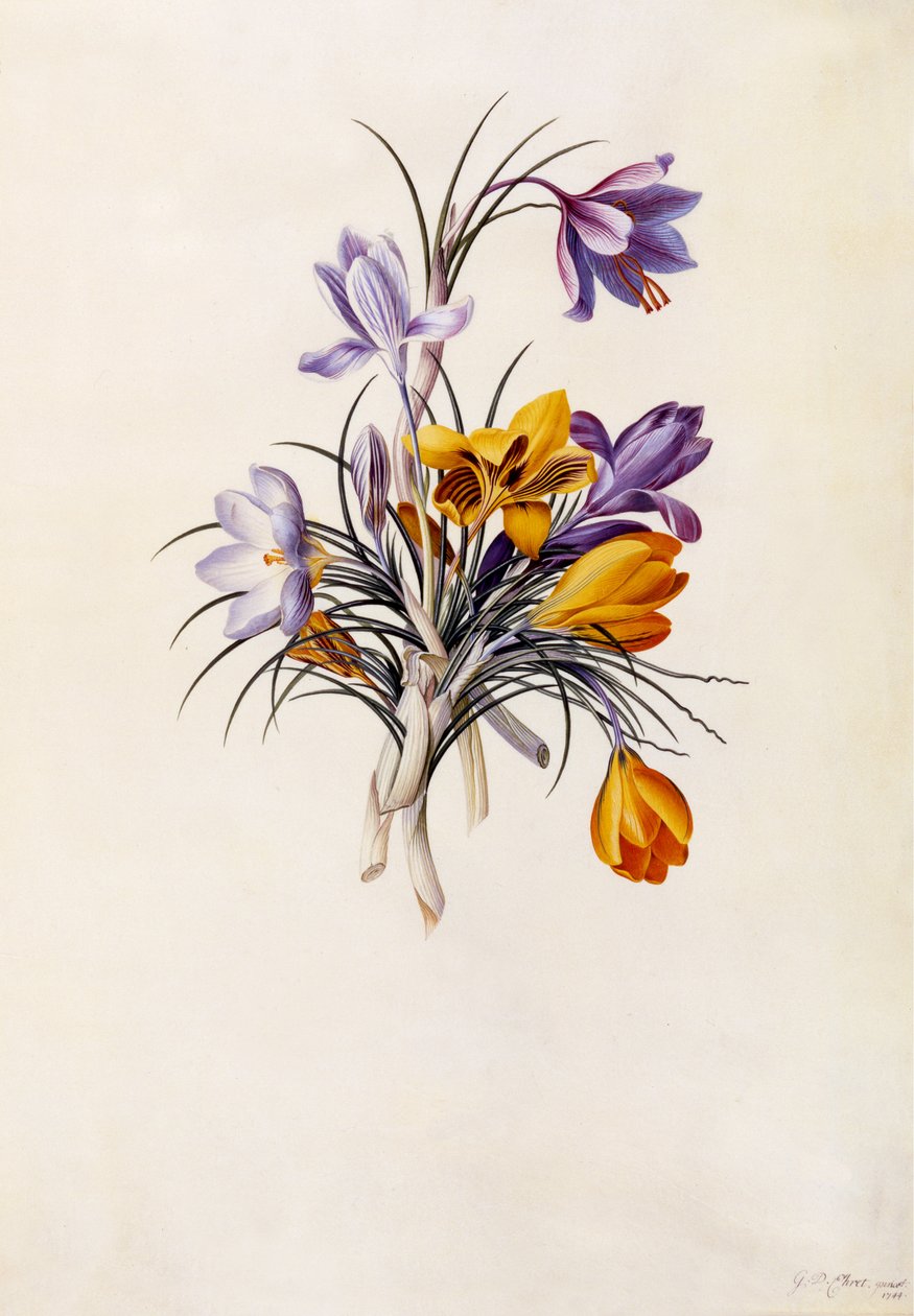 Azafranes, c.1744 de Georg Dionysius Ehret