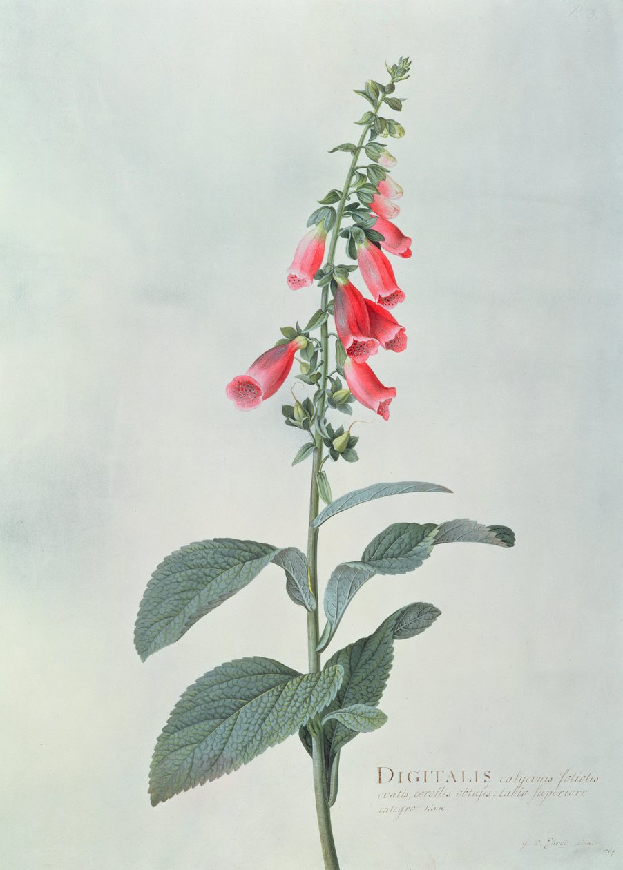 Digitalis purpurea (Dedalera) de Georg Dionysius Ehret